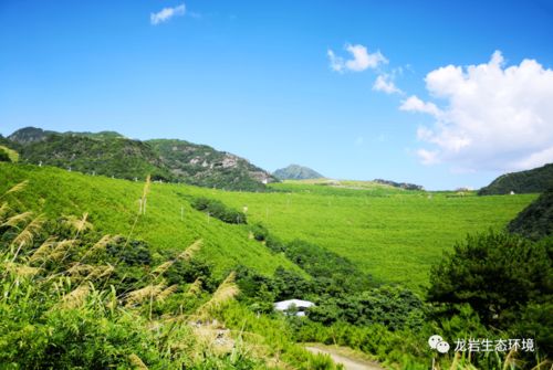 让每寸土地都有专属守护者——上杭县“土长制”推动土壤精准修复纪实