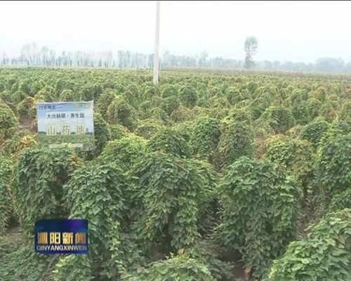 定制农业 土生土长的信任与销售突围——兼论土壤修复的基石作用