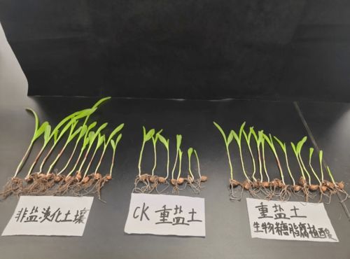 黑马产品生物糖脂 助力金元糖加速跑赢市场，领航土壤修复新赛道