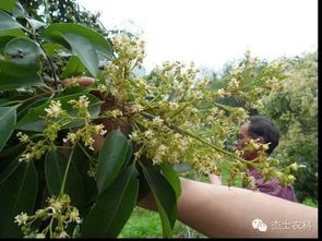 荔枝健康理疗 从土壤修复到保果丰产的绿色科学法则